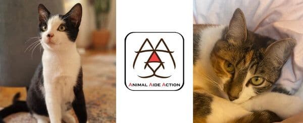 Montage avec deux photos de chats et un logo au centre : à gauche, un chat noir et blanc assis, attentif ; au centre, le logo Animal Aide Action stylisé en noir et rouge ; à droite, un chat tigré aux yeux verts reposant sur un coussin.