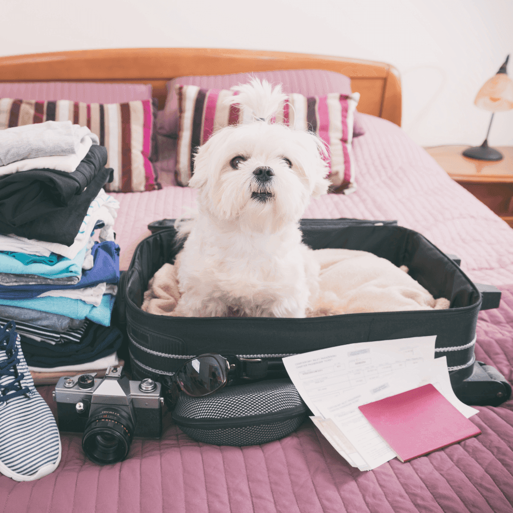 Design sans titre.png