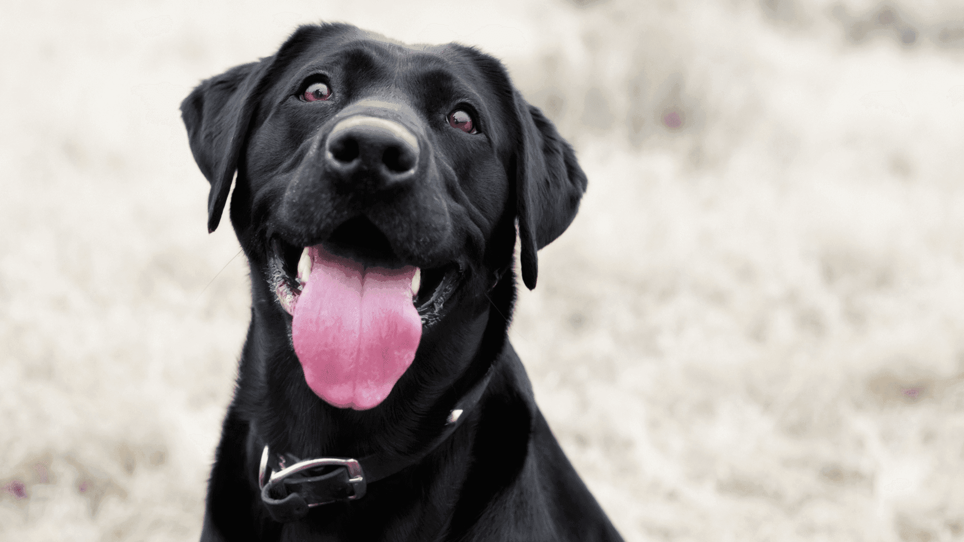 Dog_Labrador.png