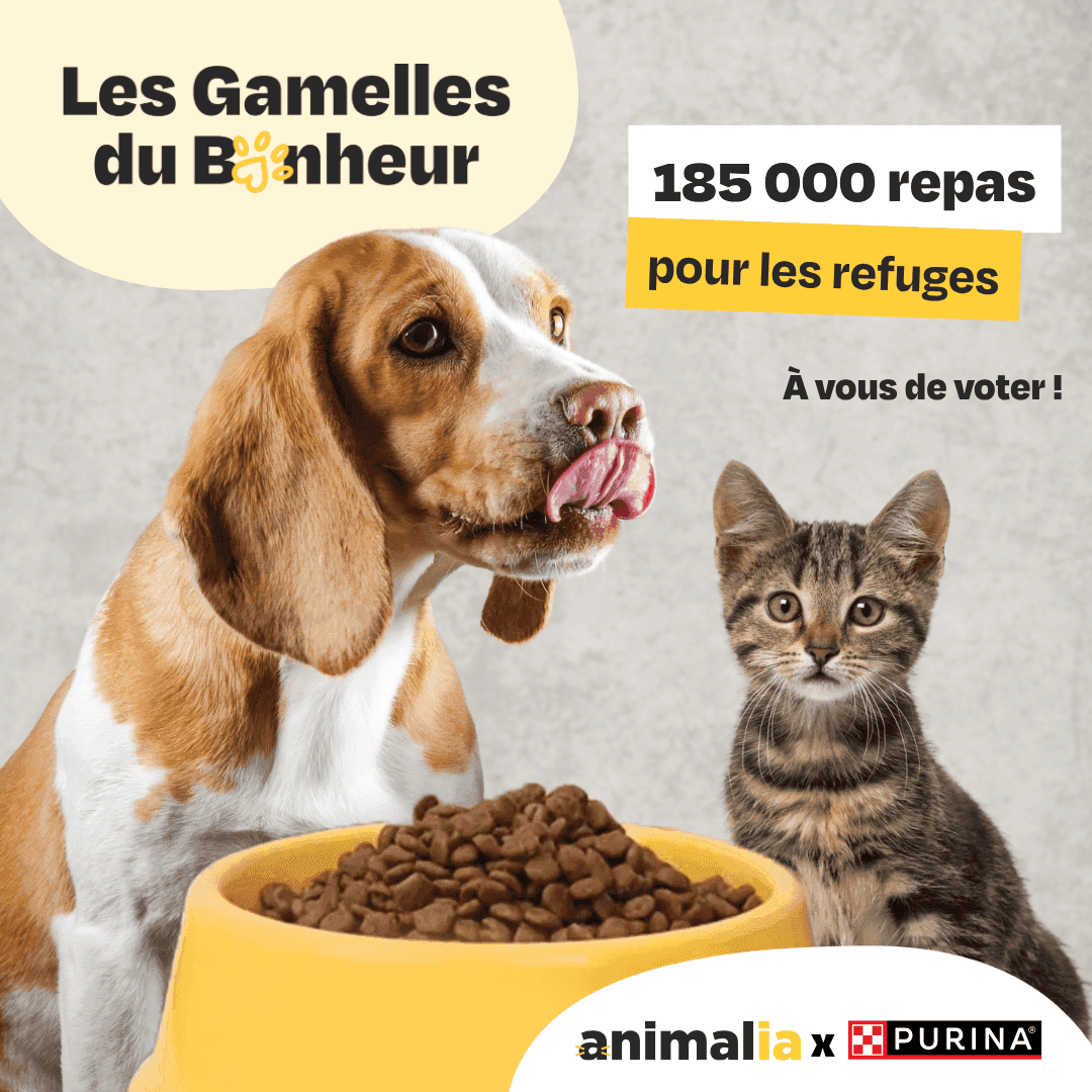 GDB_FR_Facebook_1080 x1080.png