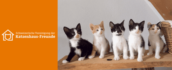 Katzenhaus-Freunde.png