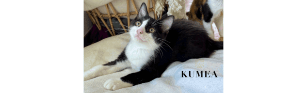 Kuméa.png