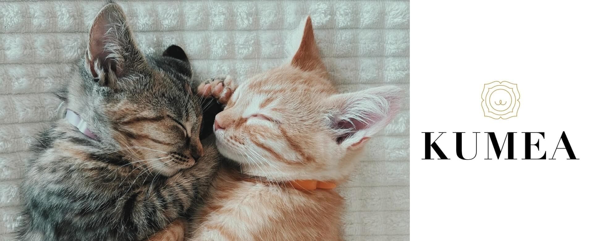 À gauche, deux chatons dorment blottis l’un contre l’autre, l’un tigré gris et l’autre roux clair. À droite, le logo de l’association Kumea, avec un symbole doré au-dessus du nom écrit en noir