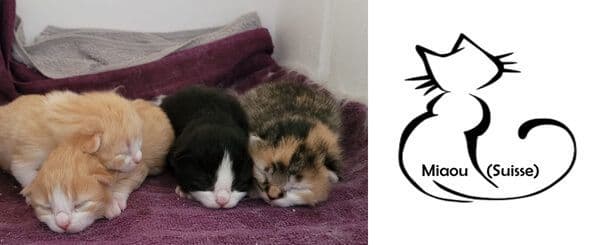 À gauche, trois chatons dorment côte à côte sur une serviette violette, l’un roux, l’un noir et blanc et l’un tricolore. À droite, le logo de l’association Miaou Suisse avec la silhouette stylisée d’un chat noir assis.