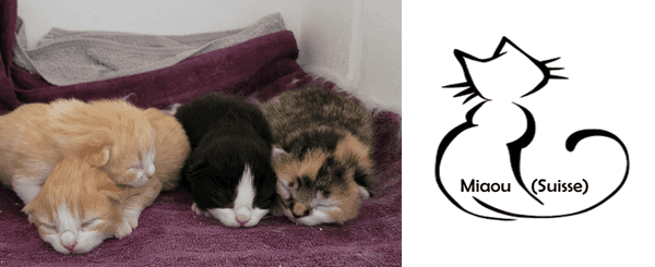 Miaou suisse 2025.png