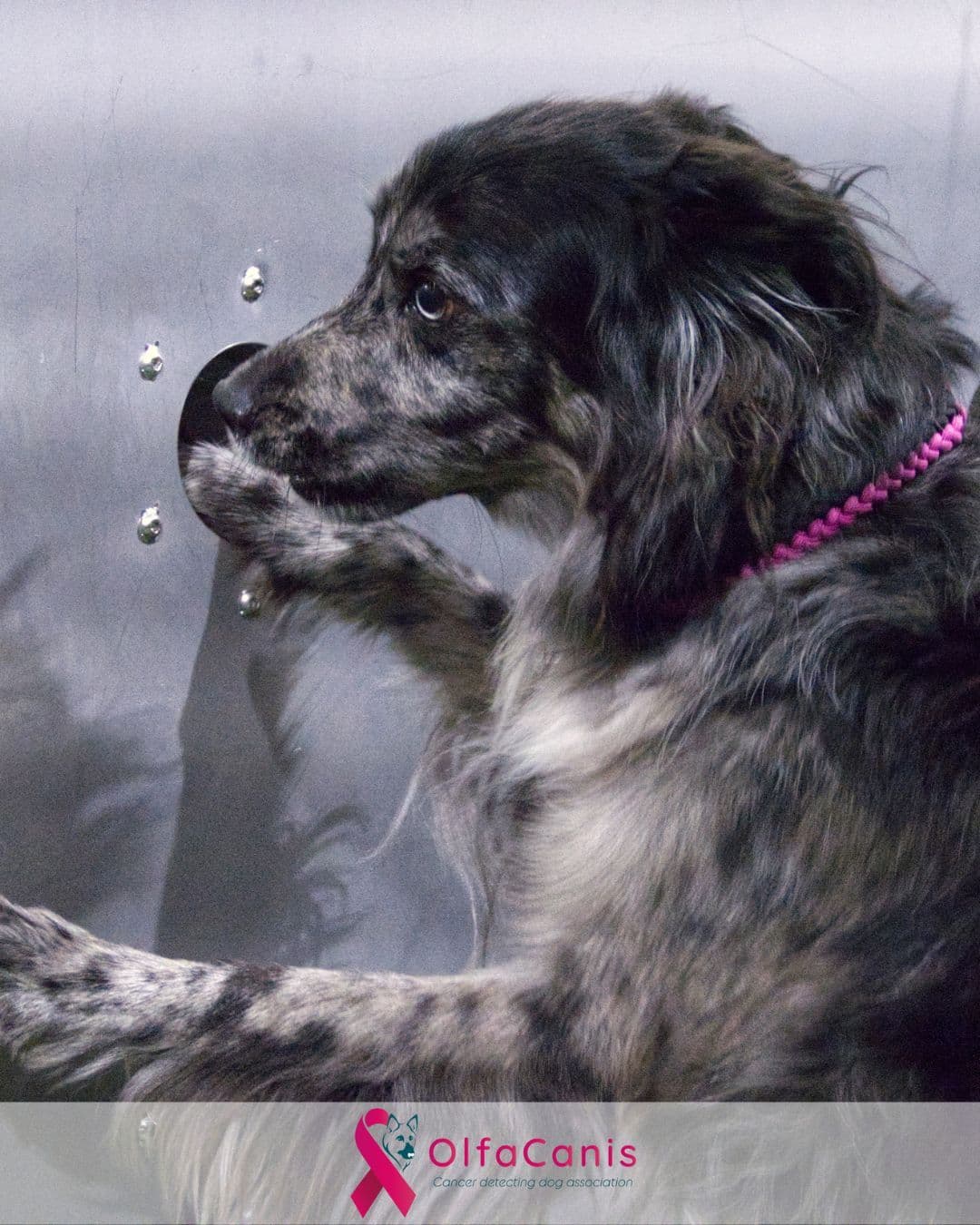 A black and white dog is smelling a hole in a wall