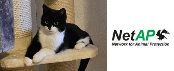 À gauche, un chat noir et blanc est allongé sur un arbre à chat. À droite, le logo de l’association NetAP avec son nom et la silhouette d’un oiseau noir