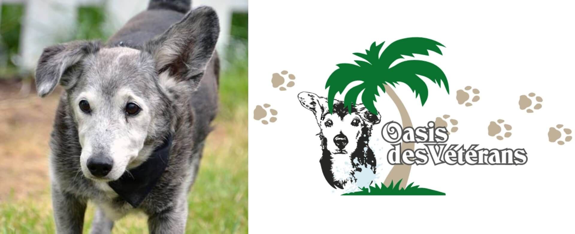 À gauche, un chien âgé au pelage gris et blanc marche sur l’herbe. À droite, le logo de l’association Oasis des Vétérans, avec un palmier vert, des empreintes de pattes et la tête d’un chien dessinée en noir et blanc.