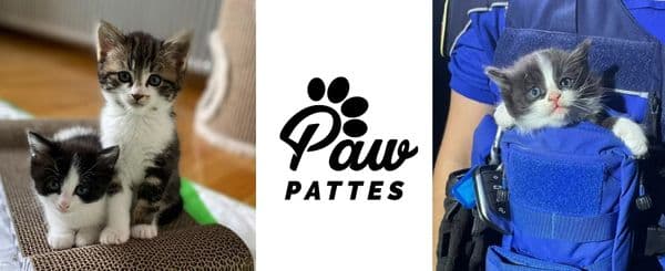 À gauche, deux chatons sont assis côte à côte sur un griffoir. Au centre, le logo de l’association Paw Pattes avec une empreinte de patte noire. À droite, un chaton noir et blanc est installé dans la poche ventrale d’un uniforme bleu.