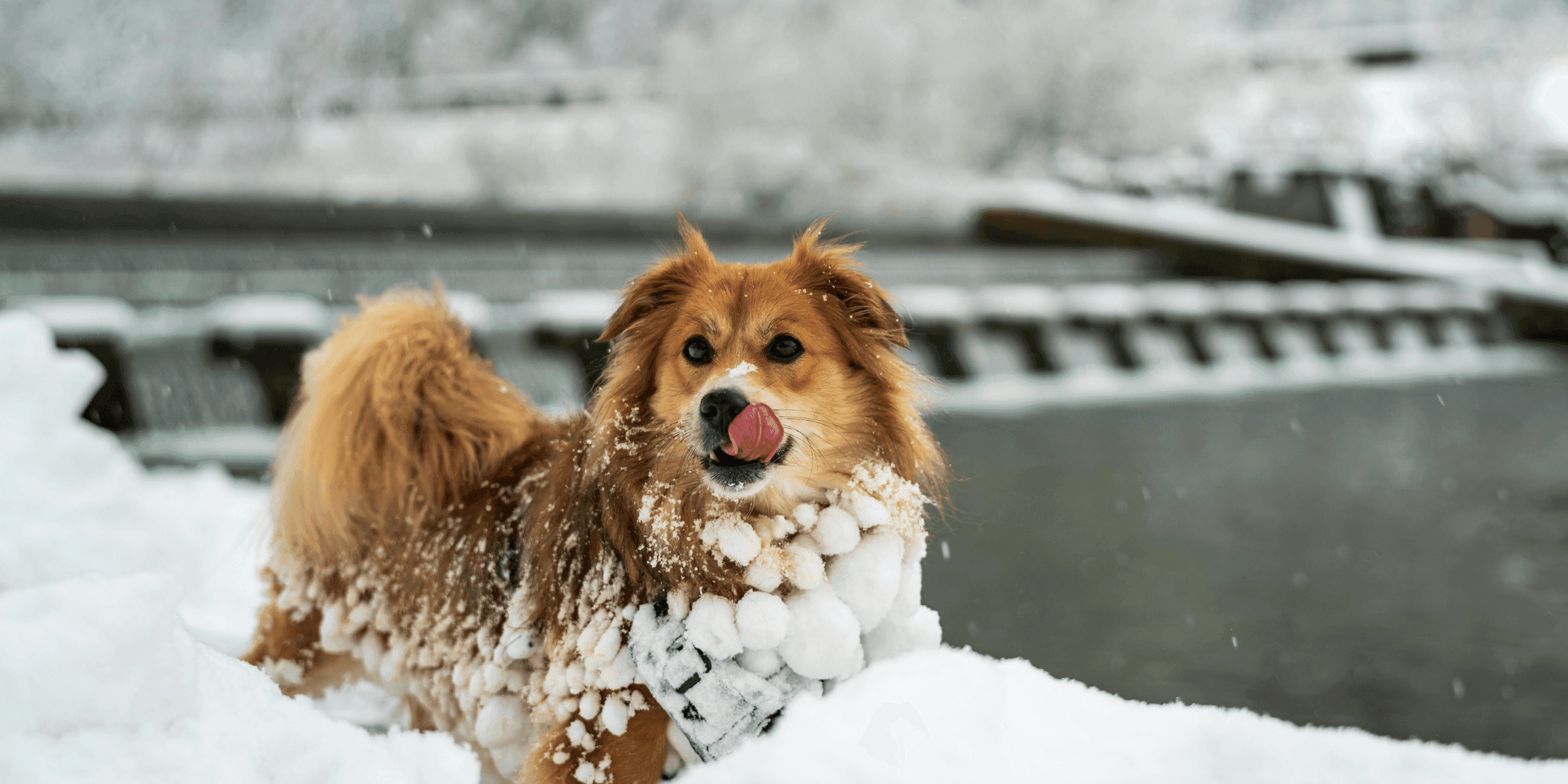 Cane a pelo lungo che cammina sulla neve con palline di neve attaccate al mantello, a illustrazione dei rischi e dei consigli per prevenire la formazione di noduli di neve in inverno.