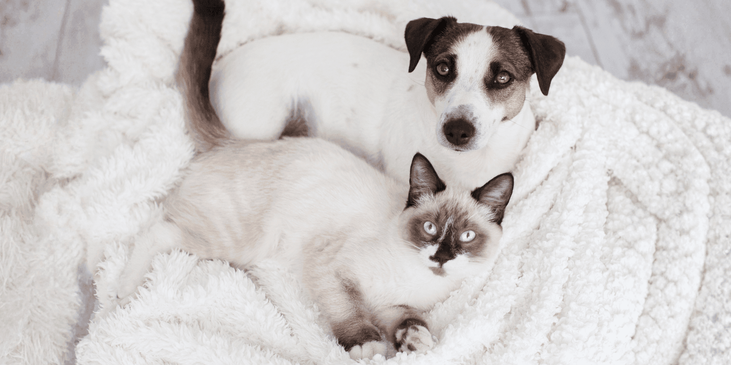 Un cane e un gatto seduti su una coperta bianca, che illustrano l’importanza della toelettatura e della cura della pelle per preparare gli animali all’inverno.