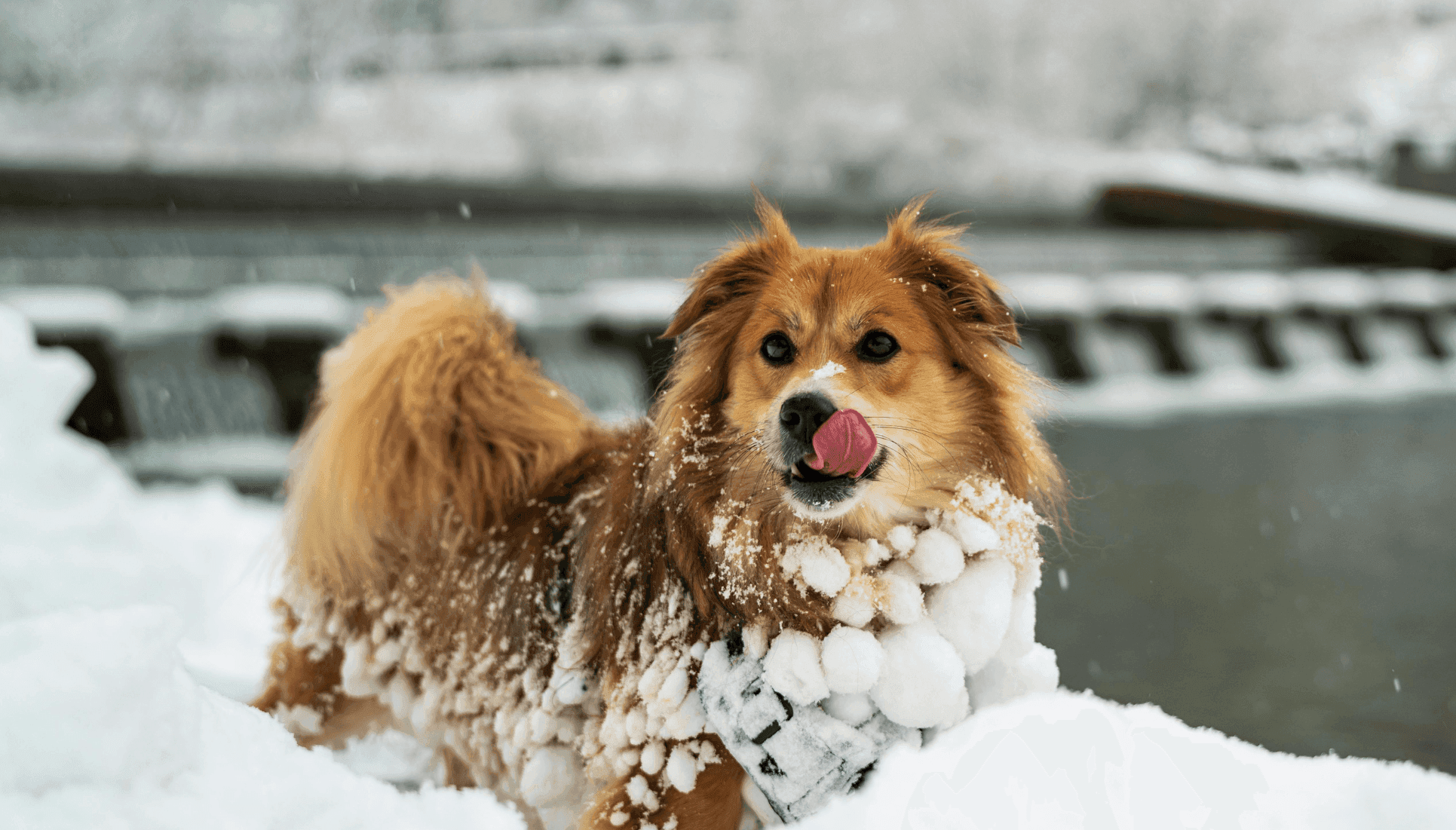 Chien à poils longs se promenant dans la neige, avec des boules de neige accrochées à son pelage, illustrant les risques et les solutions pour prévenir la formation de boules de neige en hiver.
