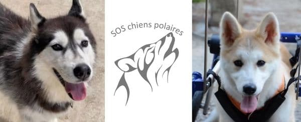 À gauche, un chien de type husky noir et blanc tire la langue. Au centre, le logo de l’association SOS Chiens Polaires avec la silhouette stylisée d’un loup hurlant. À droite, un chien clair assis dans un chariot roulant tire aussi la langue.