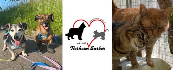 À gauche, deux chiens en laisse sont assis sur un chemin. Au centre, le logo de Tierheim Surber avec un cœur rouge et les silhouettes d’un chien et d’un chat. À droite, un chat tigré et un chat roux se frottent l’un contre l’autre.