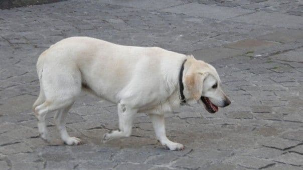 arthrose_chien_article.jpg