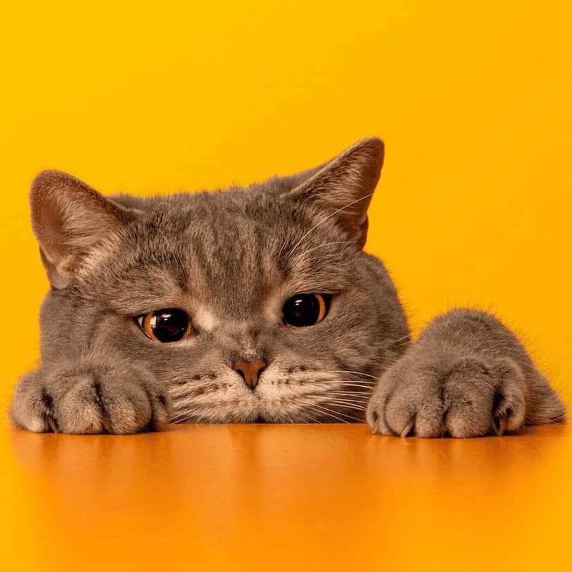 assurance-chat.jpg