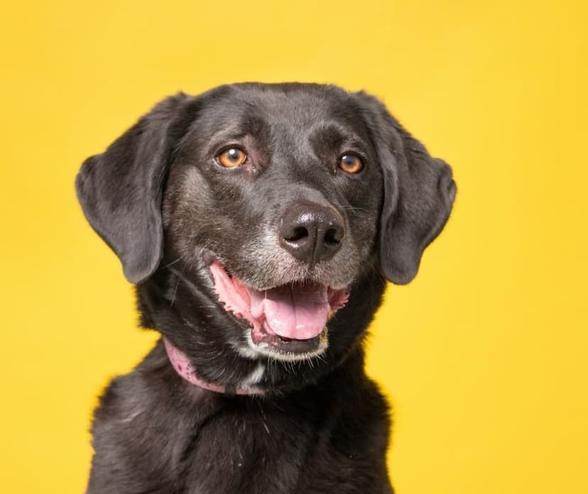assurance-chien.jpg