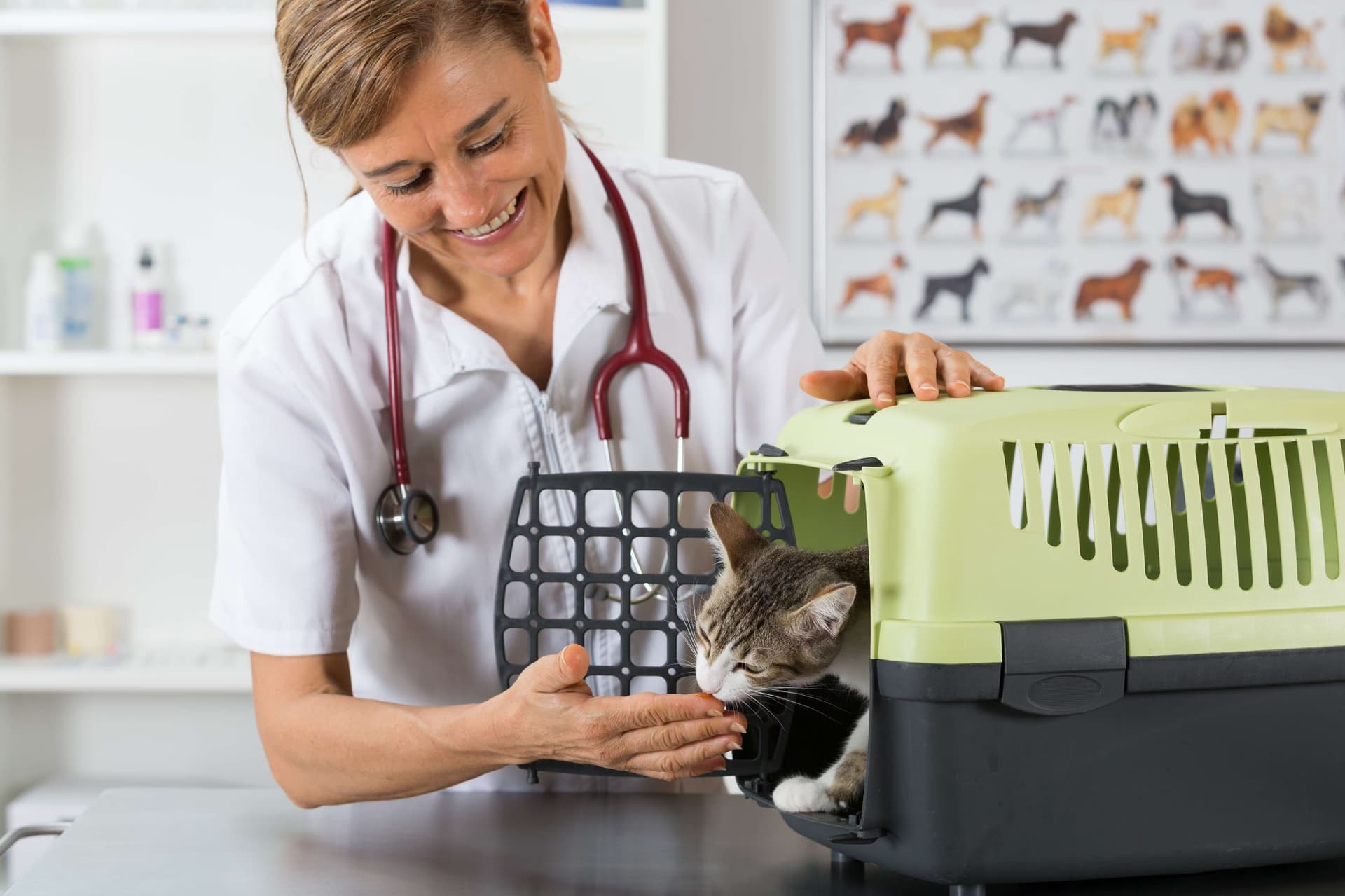 Vétérinaire souriante aidant un chat à sortir de sa caisse de transport.