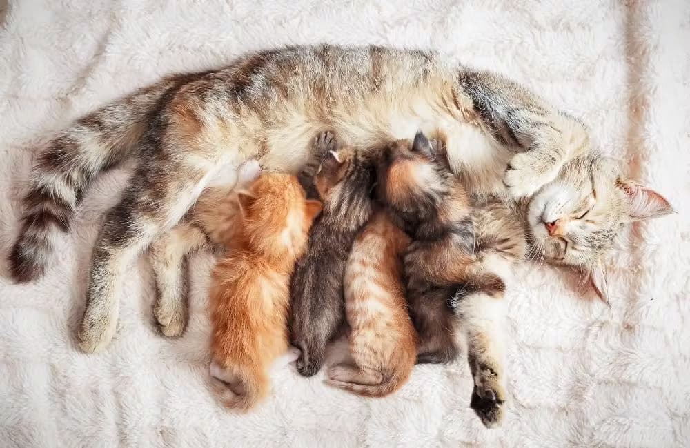  Une chatte allongée sur un plaid doux et clair, allaitant ses quatre chatons de différentes couleurs, illustrant la maternité féline et le lien familial.