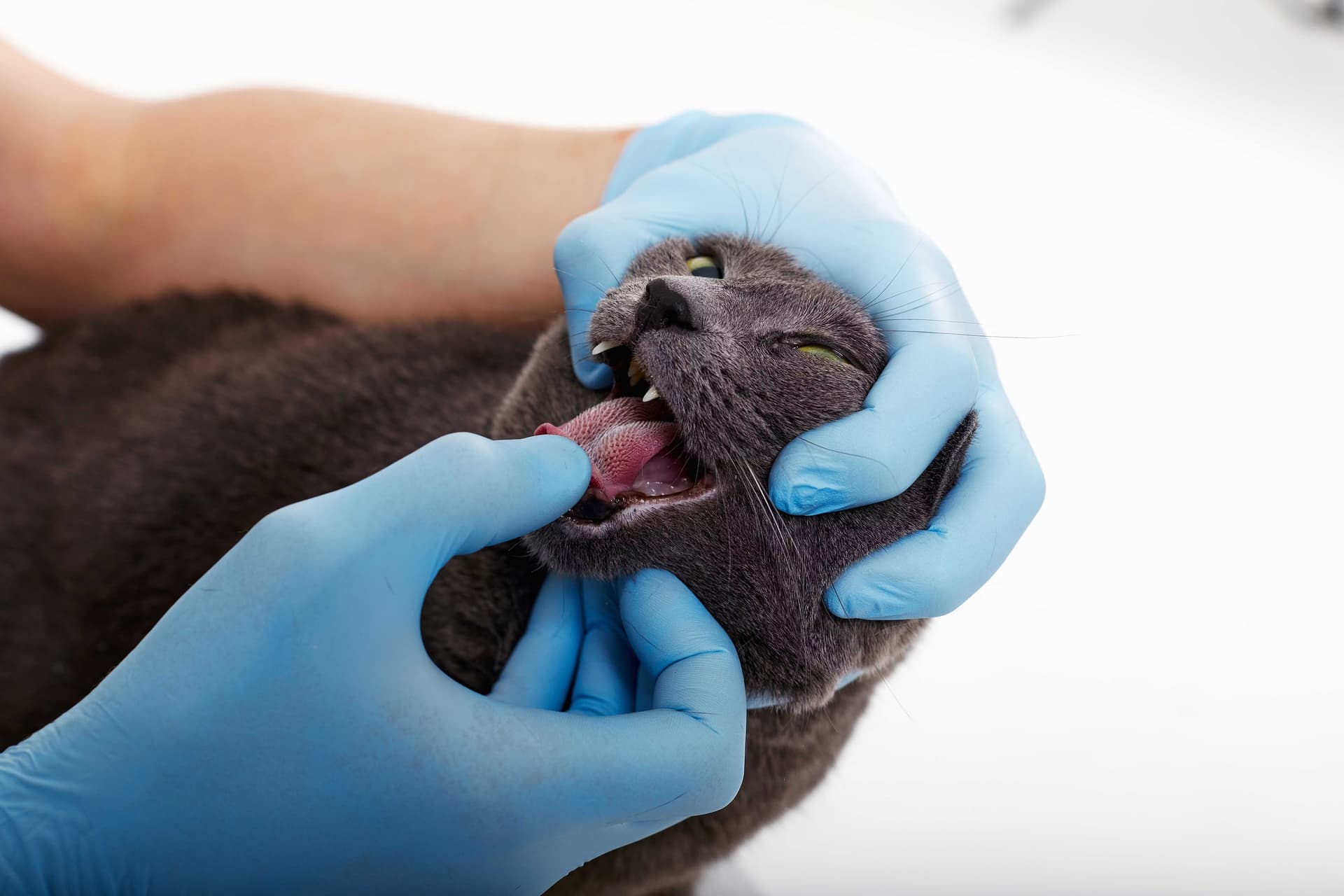 personne en train de retirer un corps étranger de la gueule d'un chat