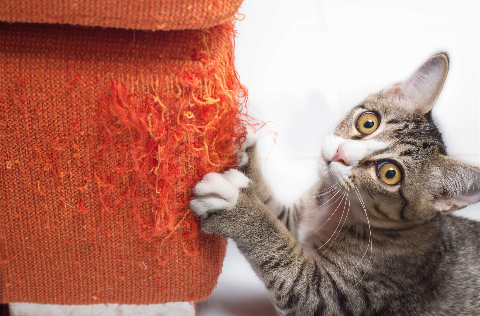 Chat gris griffant un fauteuil orange abîmé.