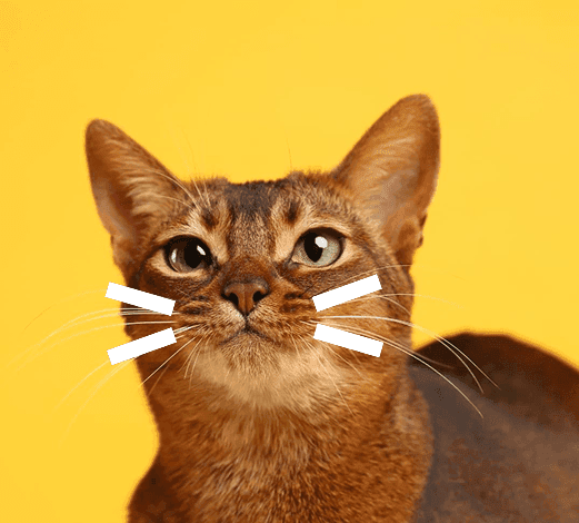 chat-header.png