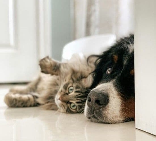 chien-chat-identitas.jpg