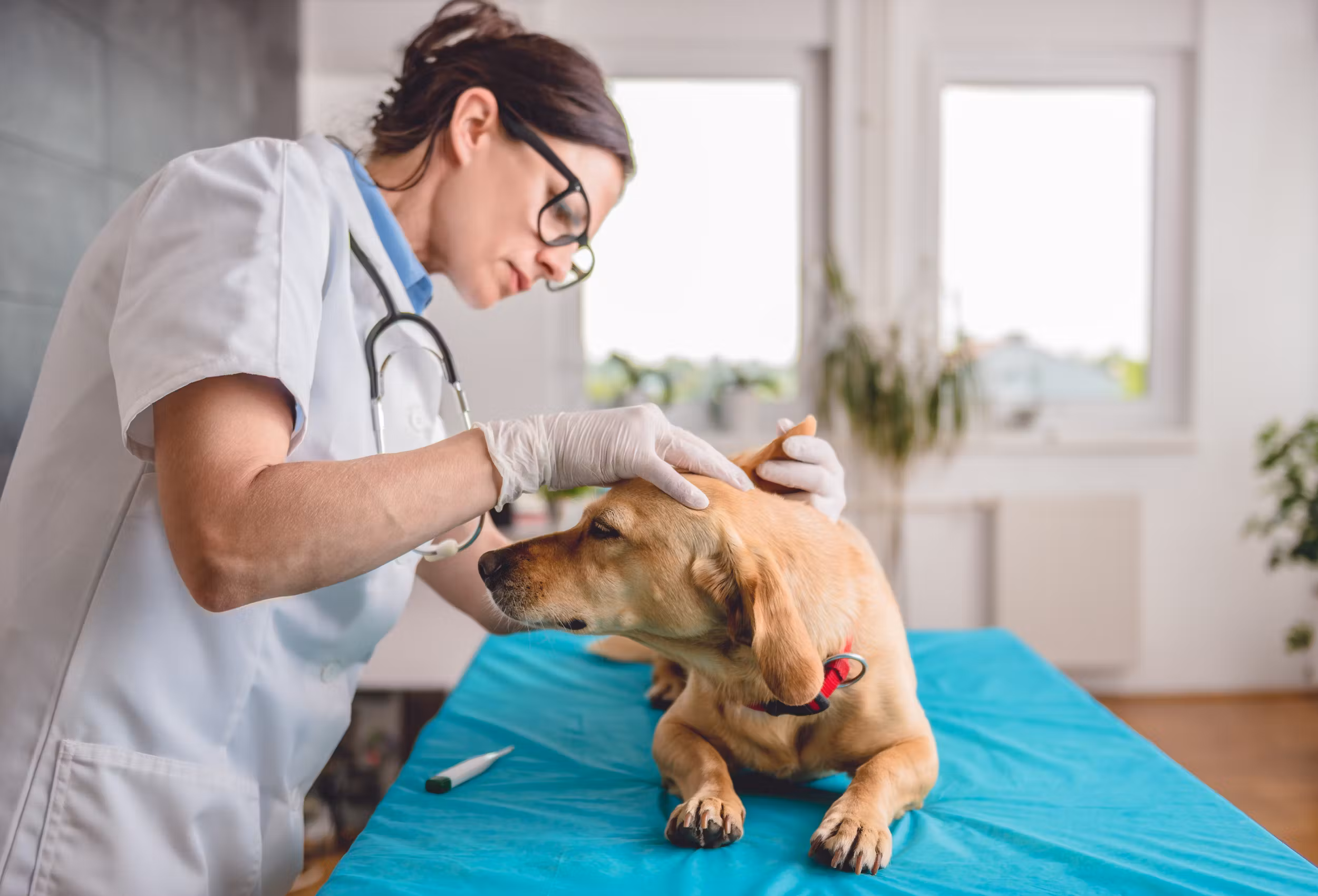 Vétérinaire en consultation avec chien traitement maladie giardiose 