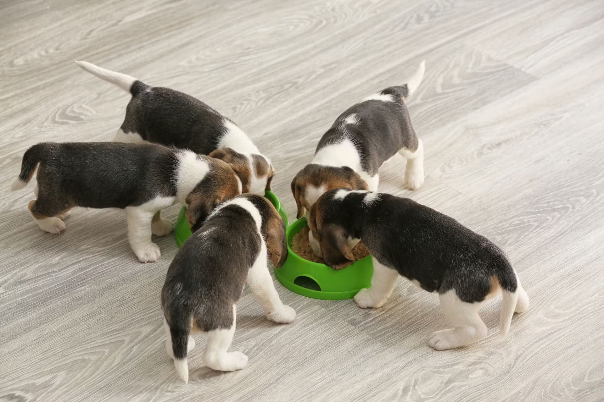 5 chiots en train de manger dans des gamelles vertes