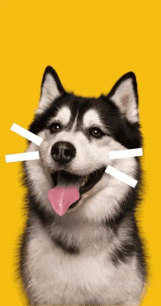 dog_animalia.webp