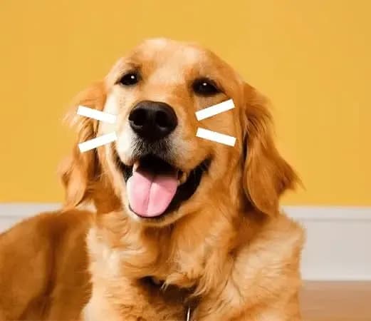 dog-header-optimized.webp