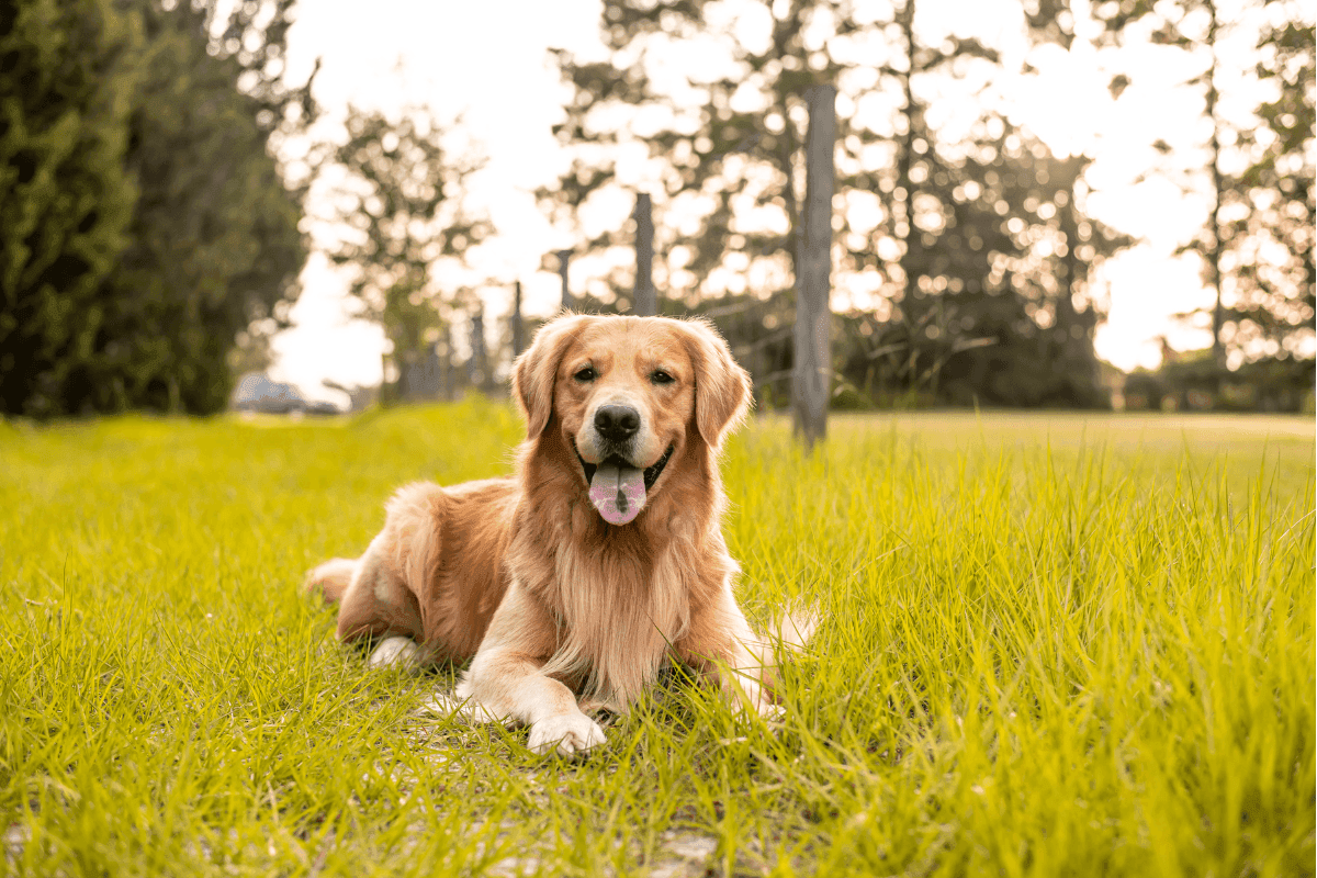 goldenretriever.png