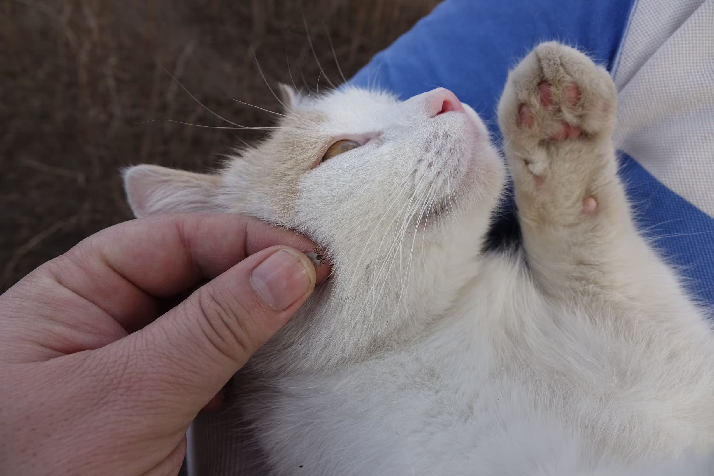 Main humaine retirant une tique de l'oreille d'un chat blanc couché.