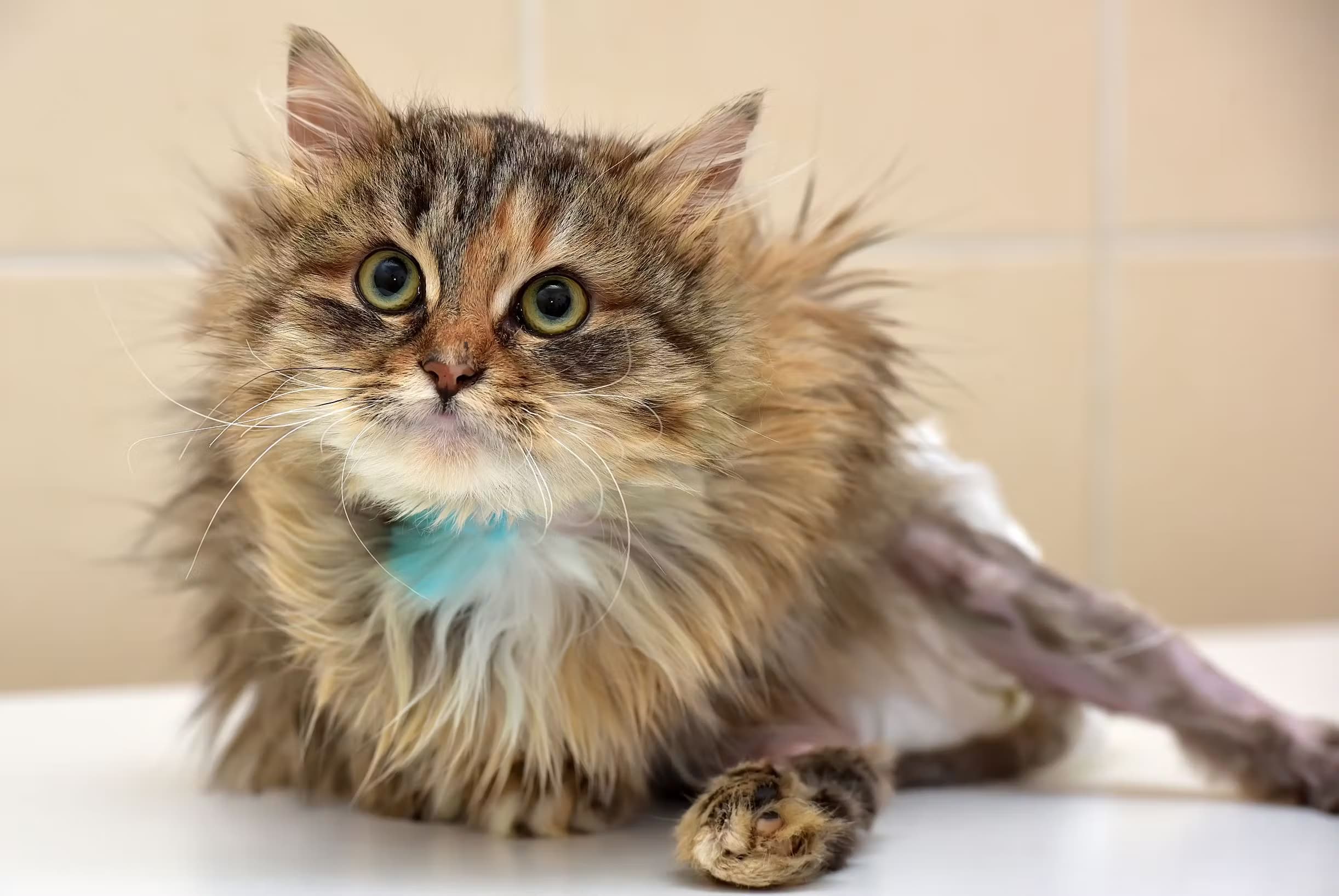 Chat à poils longs, légèrement ébouriffé, portant un collier bleu, couché sur une table