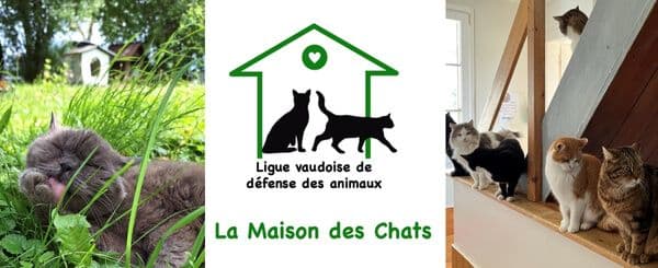 la maison des chats (1) (1).jpg
