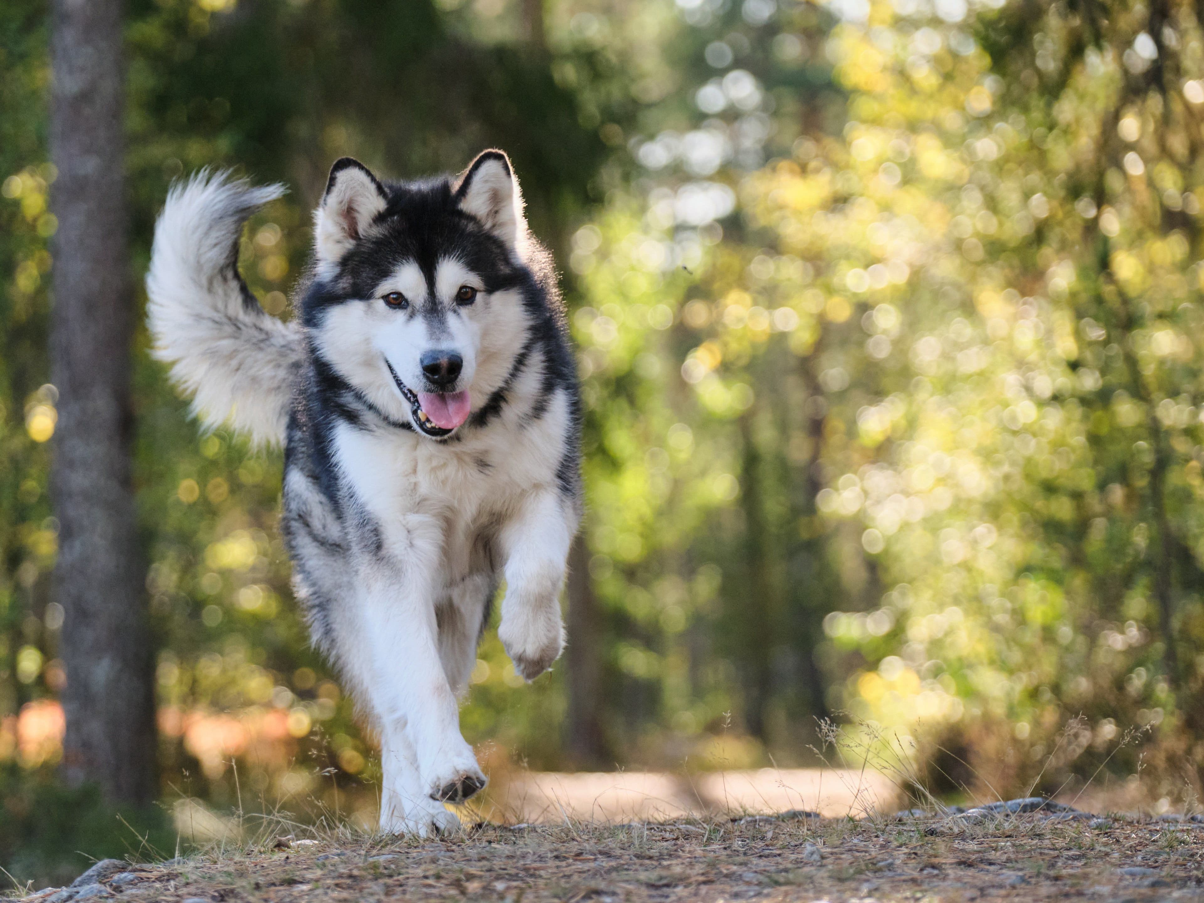 a white and black dog running in the forest