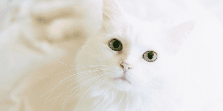 Dermatite_chat (1).png