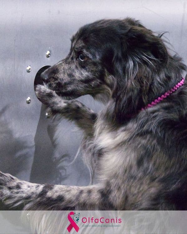 A black and white dog is smelling a hole in a wall