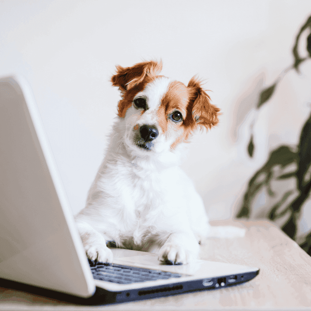 petatwork.png