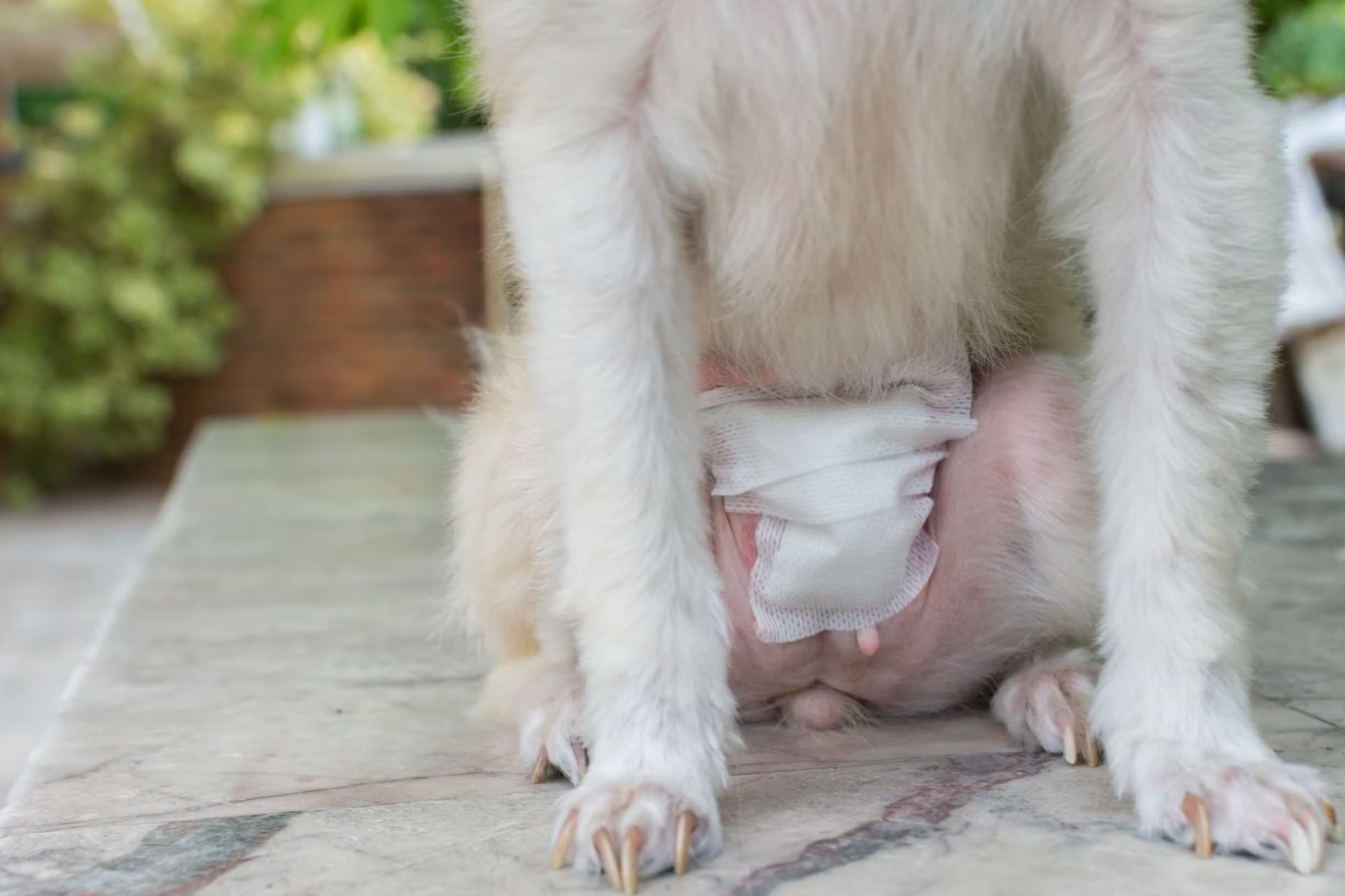 Chienne avec un pansement abdominal après une intervention, illustrant les soins post-opératoires nécessaires pour des conditions telles que le pyomètre.