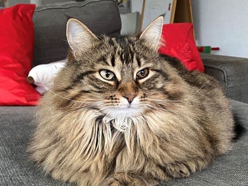 chatouille3.jpg