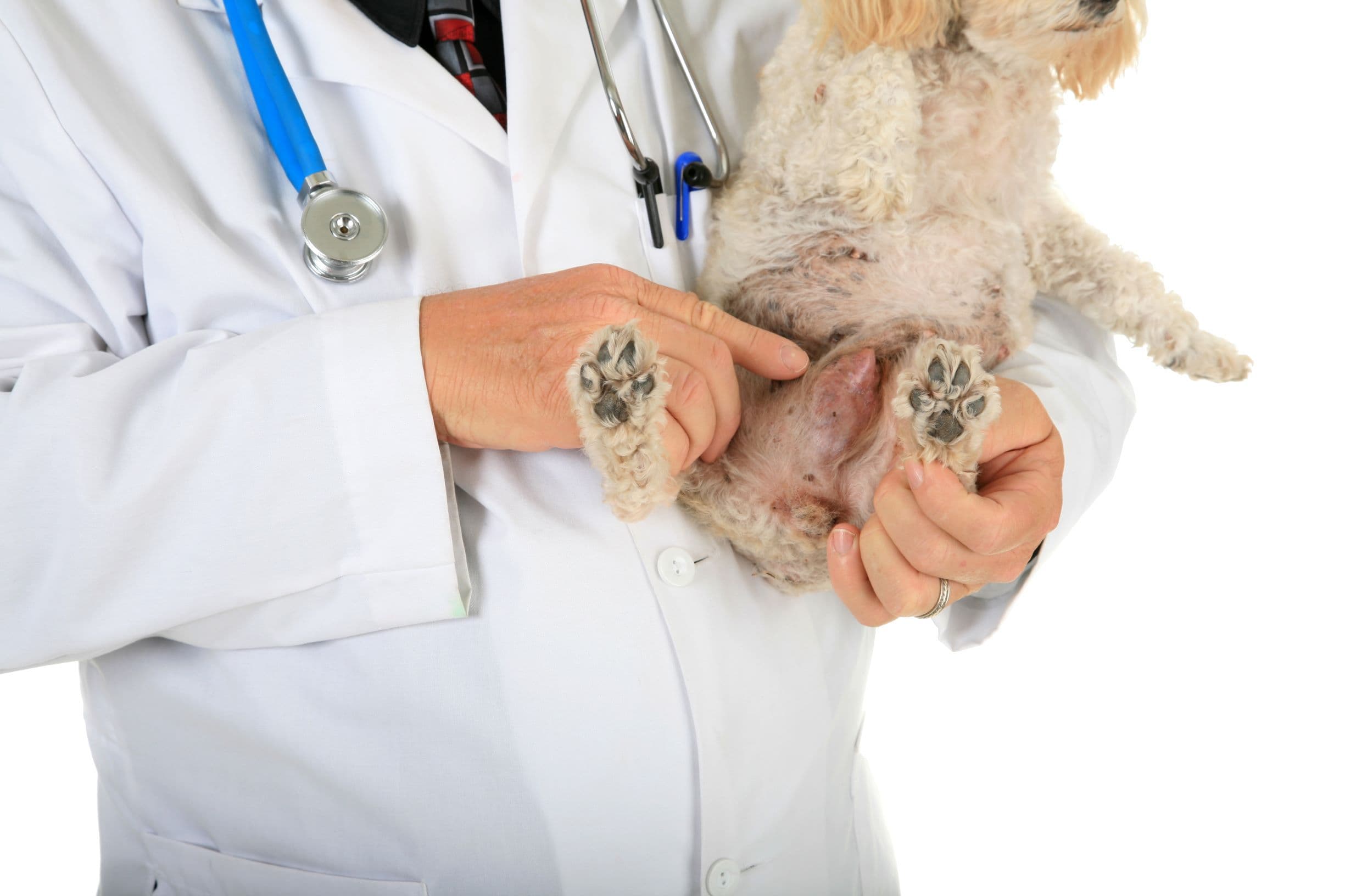 Vétérinaire pointant une tumeur mammaire sur un petit chien blanc