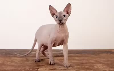 Sphynx.avif