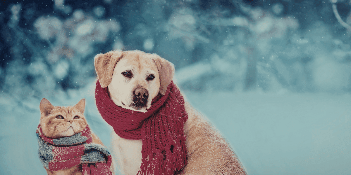 Activité physique en hiver chez les chiens et chats.png