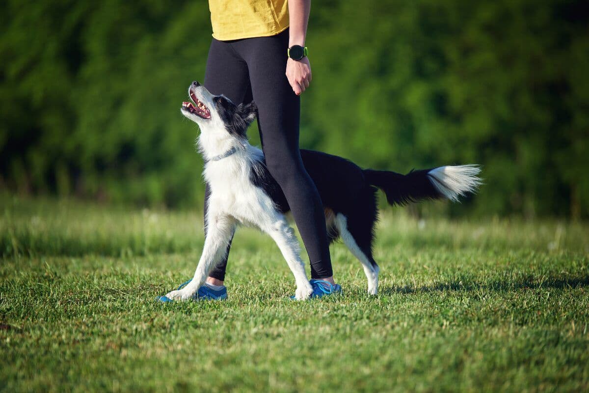 Border-Collie-beim-Obedience-Training.jpg