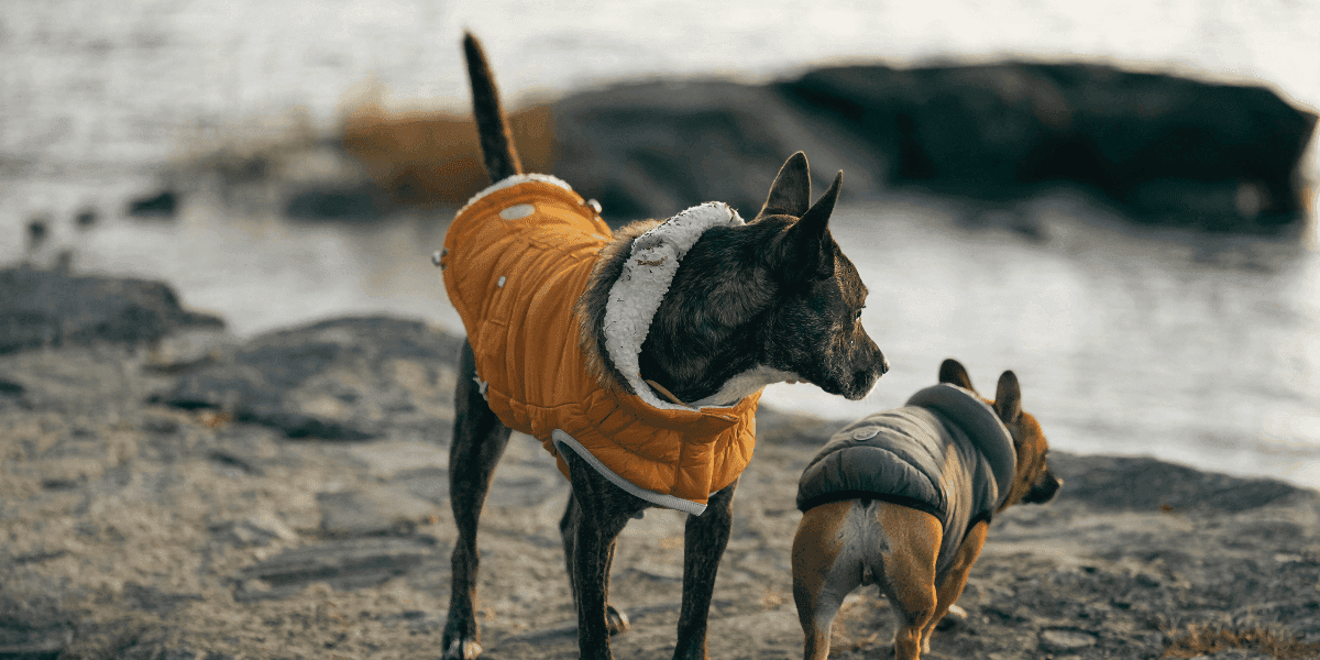 Manteaux pour chiens.png