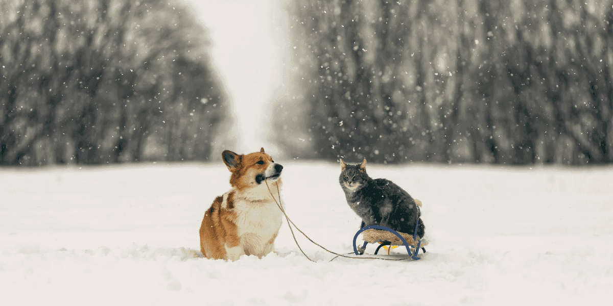 Neige, verglas et sel de déneigement dangers pour les chiens et chats.png
