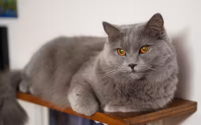 Chartreux.avif