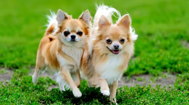 Chihuahua.avif