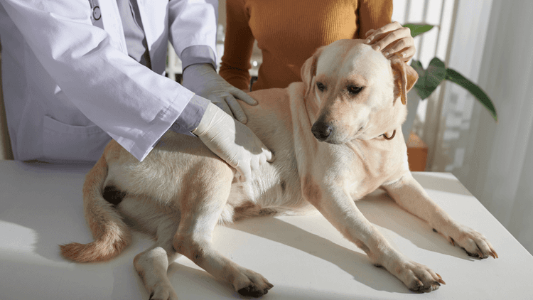 Chien_retournement_estomac